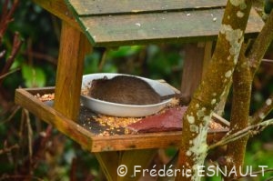 Rat brun ou Surmulot (Rattus norvegicus)