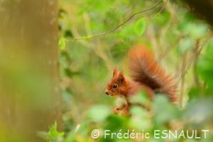 Écureuil d'Eurasie ou Écureuil roux (Sciurus vulgaris)
