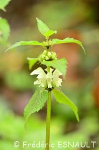 L'Ortie blanche ou Lamier blanc (Lamium album)
