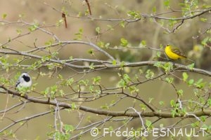 Bergeronnette printanière (Motacilla flava)