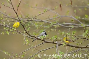 Bergeronnette grise (Motacilla alba) & Bergeronnette printanière (Motacilla flava)