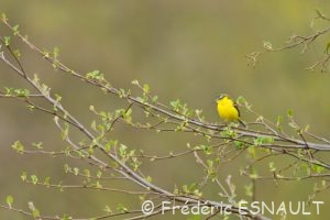 Bergeronnette printanière (Motacilla flava)