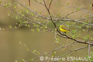 Bergeronnette printanière (Motacilla flava)