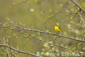 Bergeronnette printanière (Motacilla flava)