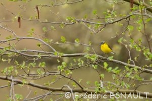 Bergeronnette printanière (Motacilla flava)