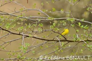 Bergeronnette printanière (Motacilla flava)