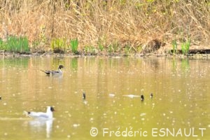 Canard pilet (Anas acuta)