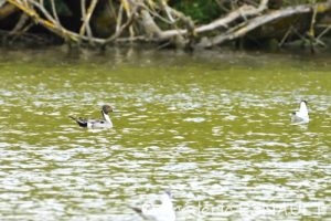 Canard pilet (Anas acuta)