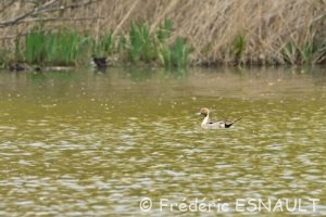 Canard pilet (Anas acuta)