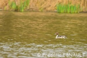 Le Canard pilet (Anas acuta)