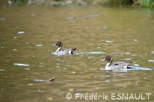 Canard pilet (Anas acuta)
