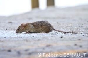 Rat brun ou Surmulot (Rattus norvegicus)