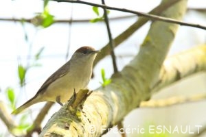 Fauvette à tête noire (Sylvia atricapilla)