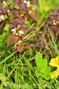 Ortie blanche ou Lamier blanc (Lamium album)