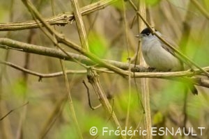 Fauvette à tête noire (Sylvia atricapilla)