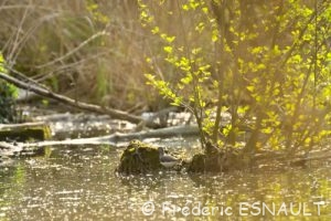 Le Chevalier culblanc (Tringa ochropus)