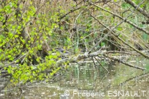Le Chevalier culblanc (Tringa ochropus)