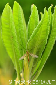 Tipule flavescent (Nephrotoma flavescens)