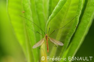 Tipule flavescent (Nephrotoma flavescens)