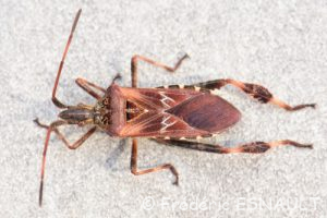 Punaise américaine du pin (Leptoglossus occidentalis)