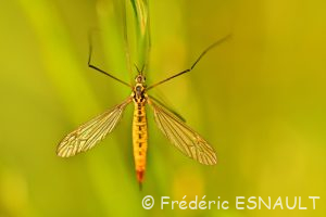 Tipule flavescent (Nephrotoma flavescens)