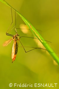 Tipule flavescent (Nephrotoma flavescens)