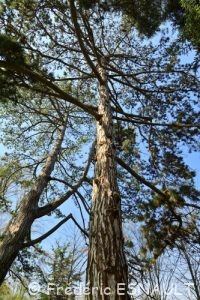 Pin Laricio ou Pin de Corse (Pinus nigra ssp.laricio)