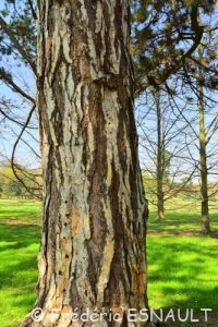 Pin Laricio ou Pin de Corse (Pinus nigra ssp.laricio)