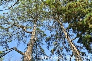 Pin Laricio ou Pin de Corse (Pinus nigra ssp.laricio)