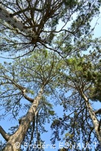 Pin Laricio ou Pin de Corse (Pinus nigra ssp.laricio)