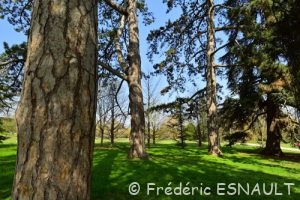 Pin Laricio ou Pin de Corse (Pinus nigra ssp.laricio)