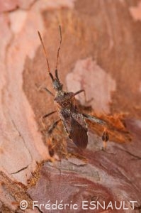 Punaise américaine du pin (Leptoglossus occidentalis)
