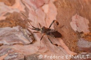 Punaise américaine du pin (Leptoglossus occidentalis)