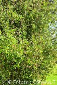Houx commun (Ilex aquifolium)