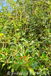 Houx commun (Ilex aquifolium)