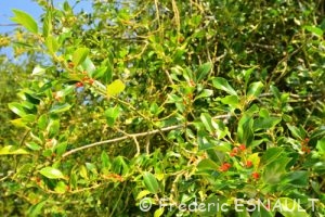 Houx commun (Ilex aquifolium)