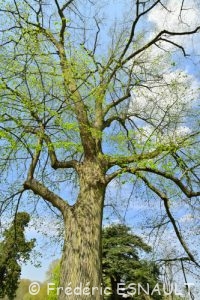 Tilleul à larges feuilles (Tilia platyphyllos)