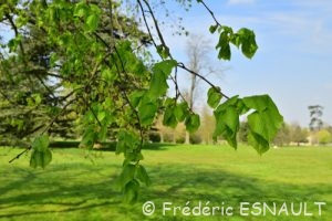 Le Tilleul à larges feuilles (Tilia platyphyllos)