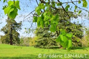 Le Tilleul à larges feuilles (Tilia platyphyllos)