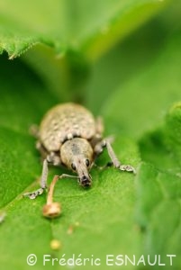 Charançon du lierre (Liophloeus tessulatus)