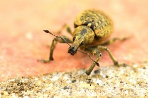 Charançon du lierre (Liophloeus tessulatus)