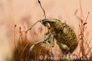 Charançon du lierre (Liophloeus tessulatus)