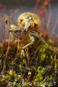 Charançon du lierre (Liophloeus tessulatus)
