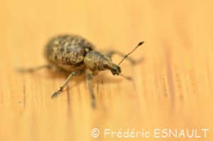 Charançon du lierre (Liophloeus tessulatus)