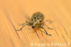Charançon du lierre (Liophloeus tessulatus)
