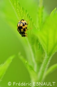 La Coccinelle à damier (Propylea quatuordecimpunctata)