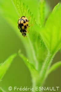 La Coccinelle à damier (Propylea quatuordecimpunctata)