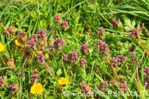 Ortie rouge ou Lamier pourpre (Lamium purpureum)