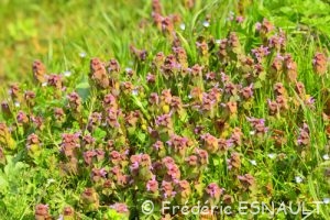 Ortie rouge ou Lamier pourpre (Lamium purpureum)