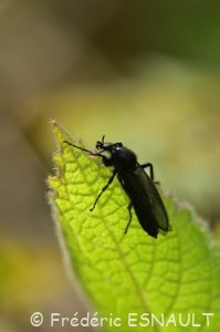 Bibion ou Mouche de la Saint Marc (Bibio marci)